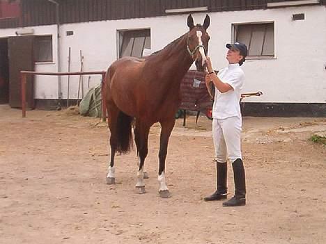 Holstener Lady Love(Tidligere part) billede 8