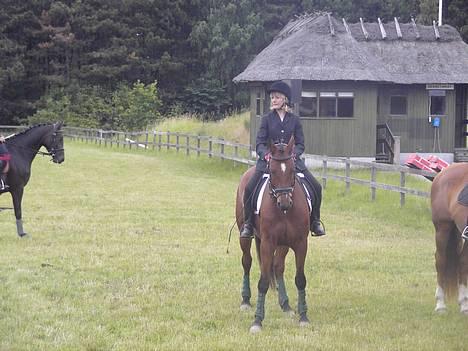 Dansk Varmblod Trobadur - Opvisning Til Ridelejr 2006 OHR billede 1