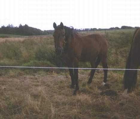 Anden særlig race Samson (R.I.P) billede 11