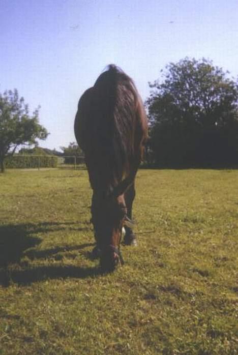 Anden særlig race Samson (R.I.P) billede 12