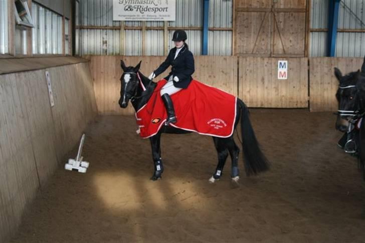 Dansk Varmblod June - Klubmester i Bramming 2008 i springning (Farligt publikum)  c", billede 13