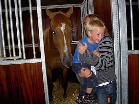 Dansk Varmblod Gaia  SOLGT - Min lille nevø med hos Gaia, han er helt vild med hende. billede 15
