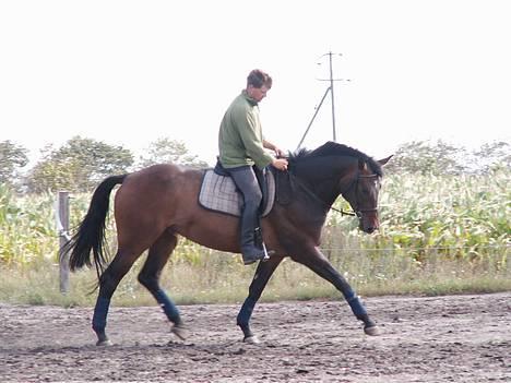 Dansk Varmblod Møllgårds Candy (Solgt) - Lidt blødgørende opvarmning i trav billede 1
