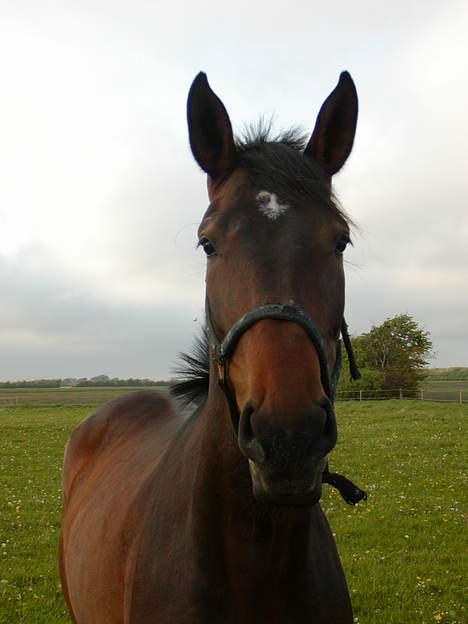 Dansk Varmblod Møllgårds Candy (Solgt) - Hejsa, er det mig i kigger på? billede 2