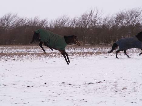 Dansk Varmblod Møllgårds Candy (Solgt) - Og igen, hopla!!! billede 8