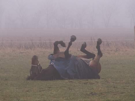 Dansk Varmblod Møllgårds Candy (Solgt) - Jeg har også lært at rulle, he he... billede 10