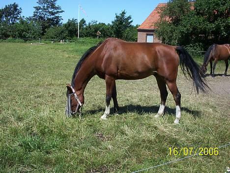 Arabisk fuldblod (OX) Fonzie <3 SOLGT  - Lille Fonzie på marken ;D billede 15