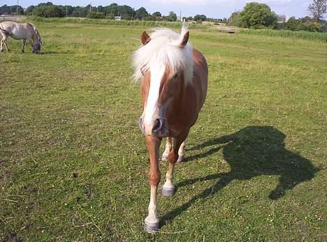 Haflinger Alexandra - Alexandra på fold. billede 11