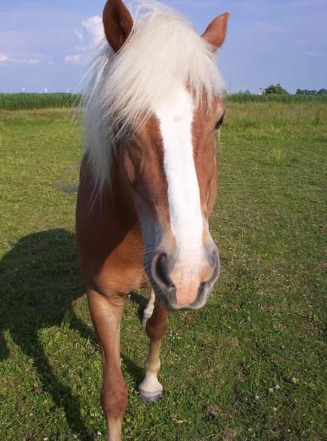 Haflinger Alexandra - Alexandra på fold. billede 12