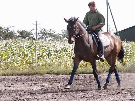 Dansk Varmblod Møllgårds Candy (Solgt) - Jeg prøver lige at løbe lidt igen, hi hi!! billede 13