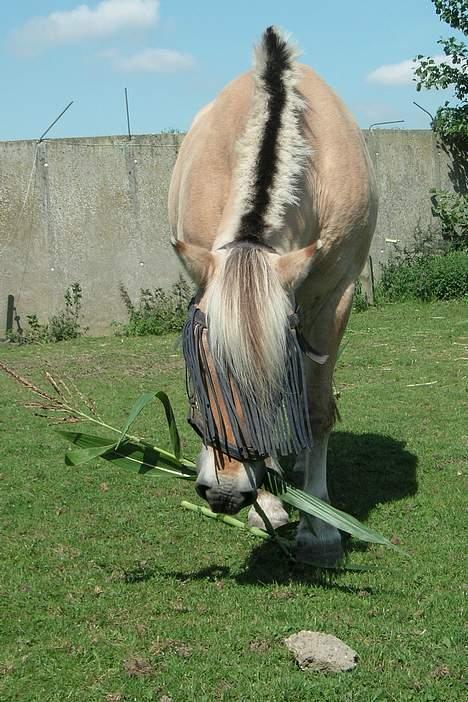 Fjordhest Lotte *død* - Mejs er godt og sundt! billede 13