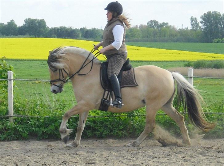 Fjordhest Theodora  R.I.P.  - NYT Hop Galop lille Prinsesse.. fra d.26 Maj 2010 billede 16