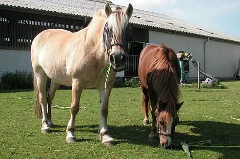 Fjordhest Lotte *død* - Lotte hygge spiser med hendes bedste ven. billede 14