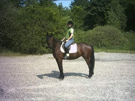 Traver Action Speed - Min veninde Linnea på hendes første ride tur i Skoven.... hesten er Speedy billede 4