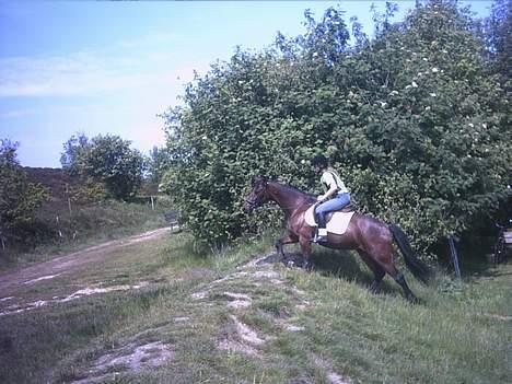 Traver Action Speed - Linnea og Speedy lejer bjergbestigere (bakkebestigere?) billede 6