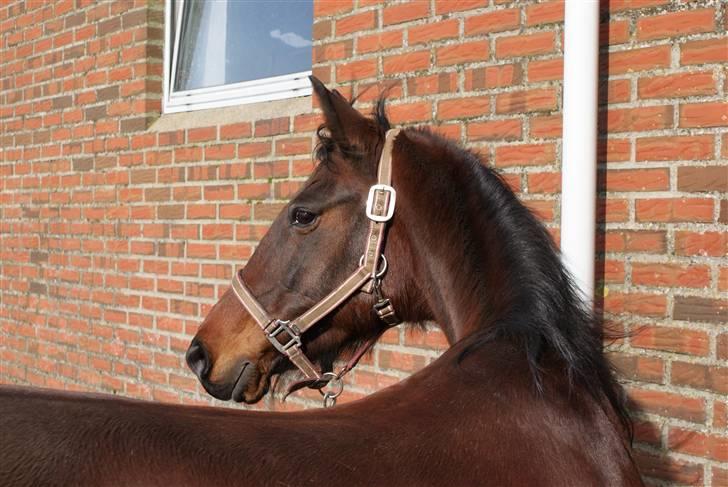 Traver Action Speed - Den fantastisk dejlige hest på ferie hjemme i Roager. d. 1. marts. 2010 billede 9