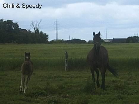 Traver Action Speed - 2004-Speedy og hendes føl Chili in action billede 11