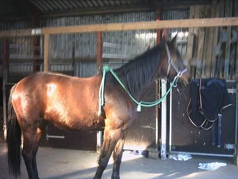 Traver Action Speed - 2005- Speedy i Struer. improviseret rideudstyr. havde glemt nøglen til skabet billede 13