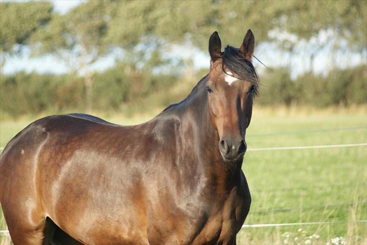 Anden særlig race Chili In Action - august 2010 billede 6