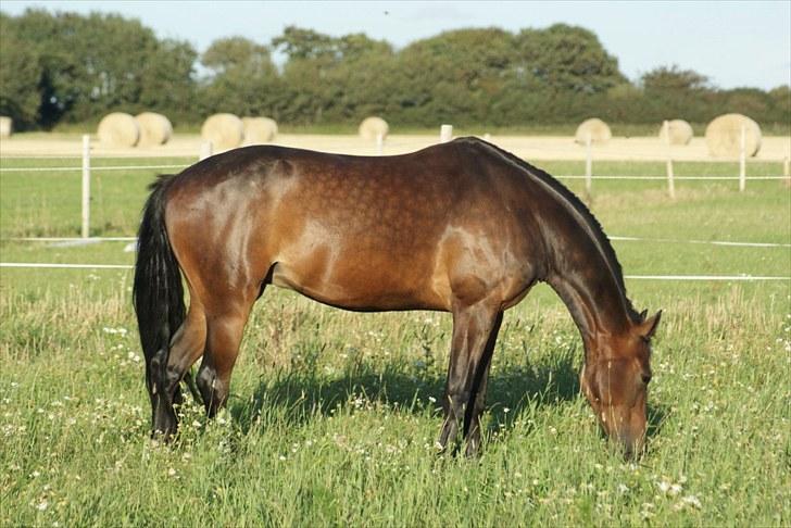Anden særlig race Chili In Action - august 2010 billede 10