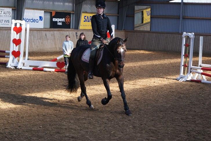 Anden særlig race Chili In Action - ministævne i roar 10.10.2010 billede 11