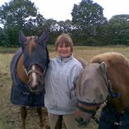 New Forest Sunshine