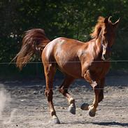 Frederiksborg Charmeur