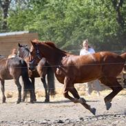 Frederiksborg Charmeur