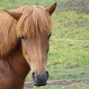 Islænder Villimey fra Gammelsogn