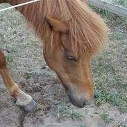 Islænder Villimey fra Gammelsogn