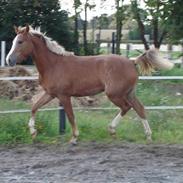 Anden særlig race Yellow Lady