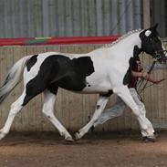 Pinto Svanemosegårds Unick