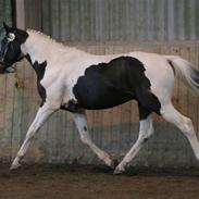 Pinto Svanemosegårds Unick