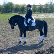 Anden særlig race Mango (solgt) 