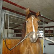 Anden særlig race Faustino