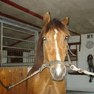 Anden særlig race Faustino