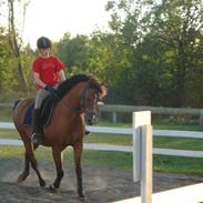Anden særlig race Faustino