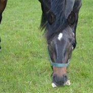 Dansk Varmblod Comet