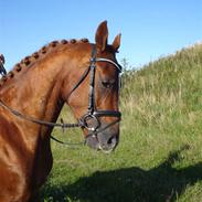 Anden særlig race Red Power