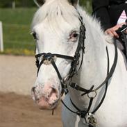 Anden særlig race Sonny boy xD  solgt