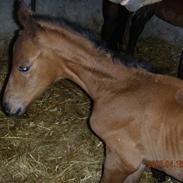 Dansk Varmblod Kærgårdens Rafinel