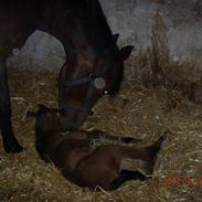 Dansk Varmblod Kærgårdens Rafinel