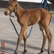 Dansk Varmblod Kærgårdens Rafinel