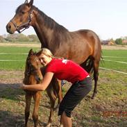 Dansk Varmblod Kærgårdens Rafinel