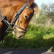 Anden særlig race pippi<3