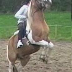 Anden særlig race mickey