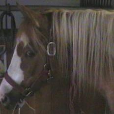 Anden særlig race mickey