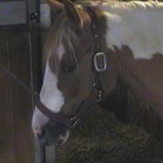 Anden særlig race mickey