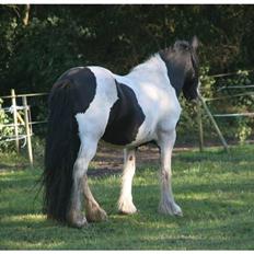 Tinker Guldagers Enya