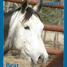 Anden særlig race - Wybelina's Scruffy Bear 